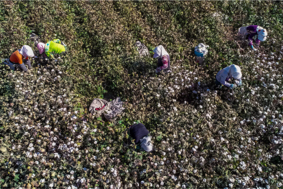 Workers harvest cotton in the Xinjiang region of China.